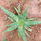 60 pcs Aloe Vera Pflanzen Samen, kräutergarten küche seed büropflanzen Aloe Vera Samen, Succulent Plants, saatgut blumen balkon blumensamen deko wohnzimmer modern kräuter pflanzen