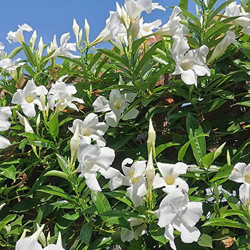 semillas de dipladenia - Mandevilla exóticas balcón invernaderos balcón decoración sala estar en Cubresuelos 100pcs