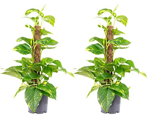 2er-Set Efeutute am Moosstab - echte Zimmerpflanze, Epipremnum aureum - Höhe ca. 50 cm, Topf-Ø 15 cm