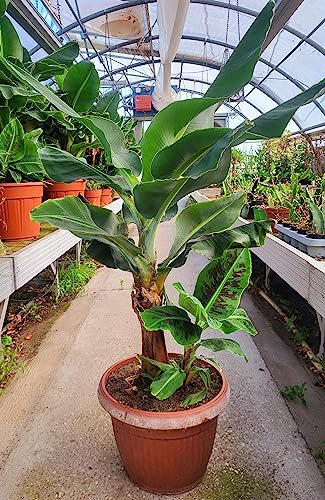 POWERS TO FLOWERS - BANANO, PIANTA DEL BANANO, ALTEZZA 120CM, VASO 35CM DIAMETRO, pianta vera