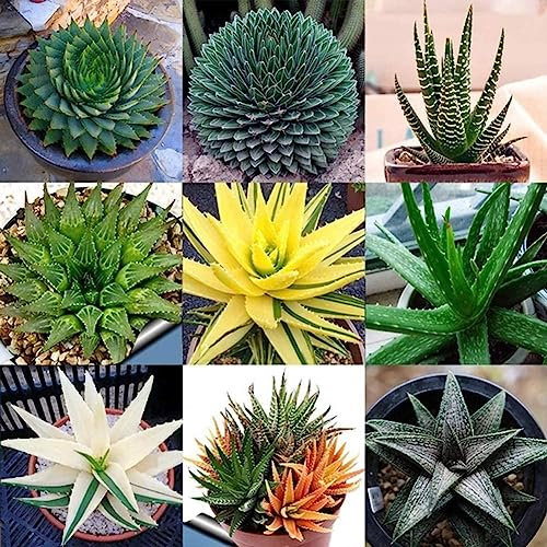 PERZOE 100 Stück gemischte Aloe-Vera-Samen, Kräuter-Sukkulenten-Hausgarten-Bonsai-Dekor Aloe Vera Samen#