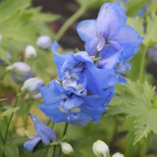 6x Pacific Rittersporn 'Blue Bird' - Delphinium Pacific ‘Blue Bird’ - Topf 9x9cm