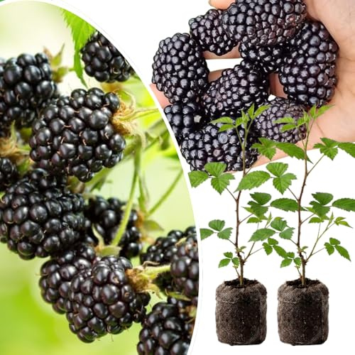 Pack 2 Thornless BlackBerry Plants Live to Grow 4 to 8 Inch Tall, BlackBerry Bush Live Plant, Sweet Blackberries Fruit Tree Indoor Outdoor (Ouachita BlackBerry)