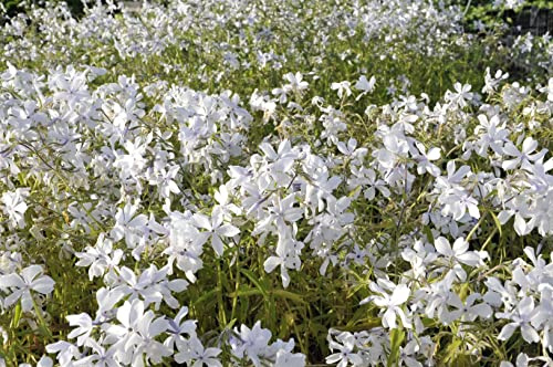 Phlox divaricata 'White Perfume' 9x9 cm Topf – Winterhart, Mehrjährig, Pflegeleicht – Waldphlox – Bodendecker für Garten & Gehölzrand