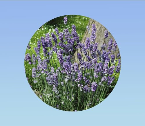 20 Graines de bourrache officinale - Fleurs comestibles et mellifères - facile à cultiver