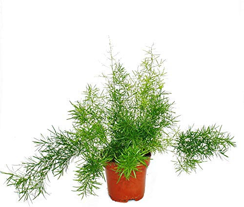 Exotenherz - Zierspargel - Asparagus densiflorus sprengeri - Pflegeleichte Grünpflanze 12cm Topf
