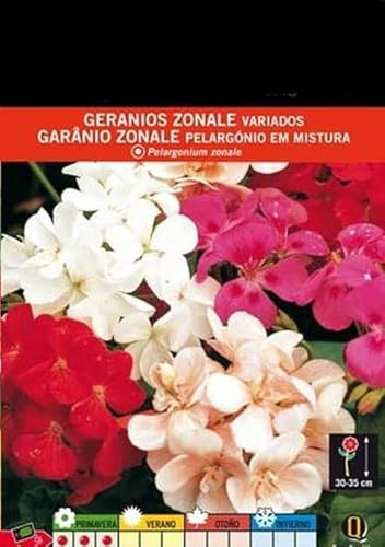 Semillas Flor Geranio Semillas Naturales y Vivas de los Geranios