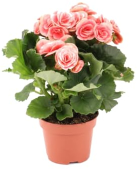 DECOALIVE | Begonia Hiemalis Rosa Planta Natural Begonia Elatior Rosa Maceta 14 cm Para Interior Decorativo