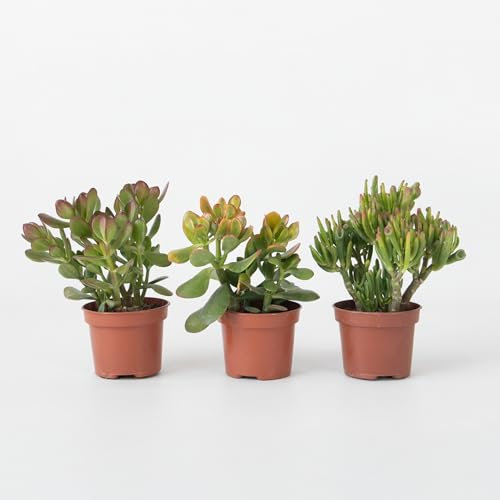 Plant in a Box - Arbre à argent - Lot de 3 - Crassula ovata Minor, Hobbit, Sunset - Hauteur 10-25 cm - Pot 12 cm - Plantes grasses - Plantes d’intérieur