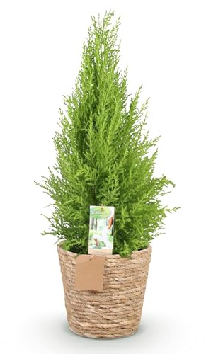 Cupressus Gold Crest Wilma – 85-95 cm – 21 cm con cesta – Coníferas de habitación de fácil cuidado – Ciprés perfumado verde amarillo para salón, oficina y entradas