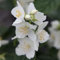 Celindo - Jeringuilla - Philadelphus - Planta viva arbusto exterior (maceta 19 cm diametro)