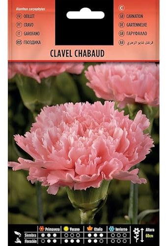 Semillas de Flores de Clavel Chabaud Dianthus Fáciles de Cultivar Flores Naturales