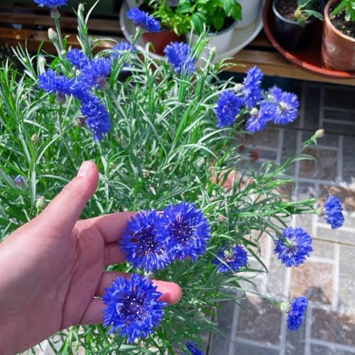 Semillas de aciano, Centaurea cyanus, semillas de variedades antiguas raras de jardin resistentes 1000pcs