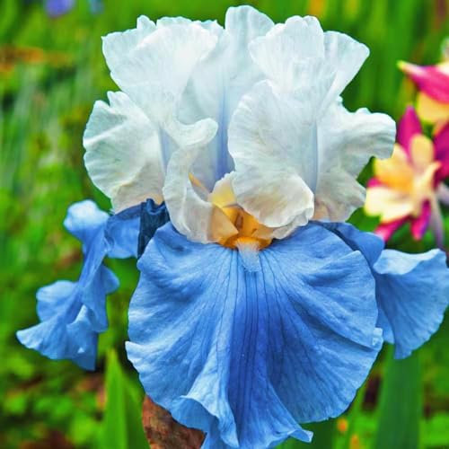 Iris Bulbs-Iris Bulbs for Planting Now UK,Garden Flowers,Hardy Perennial,Wedding Flowers,Plant Bulbs-8bulbs-b