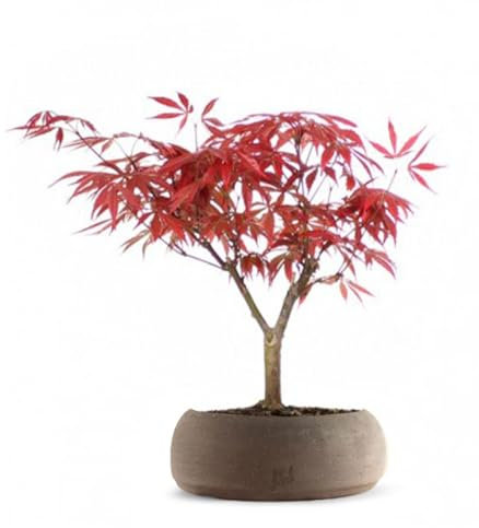 Acero Rosso Giapponese Altezza 30 cm, Pianta Vera, Bonsai- posizionare all'Esterno in una Zona Luminosa, Vaso Artigianale in Terracotta Marrone
