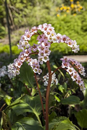 Bergenia cordifolia 11x11 cm Topf – Winterhart, Mehrjährig, Immergrün – Riesensteinbrech – Bodendecker für Garten & Beet