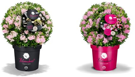 Rhododendron Bloombux® Pink – immergrüner Zierstrauch, winterhart, bienenfreundlich, ideal für Hecken & Kübel C5