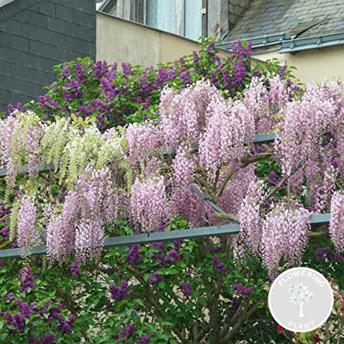 Bloomique - Wisteria floribunda 'Rosea' - Glycine rose - Plantes grimpantes - Plantes de jardin - Rustiques - 50-70 cm de haut - Pot 15 cm