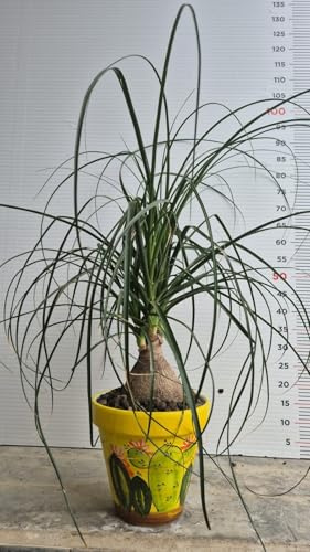 PIANTA MANGIAFUMO -Beaucarnea