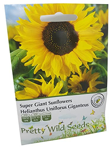 Super Giant Sunflower Seeds in Pictorial Packet Helianthus Uniflorus Giganteus