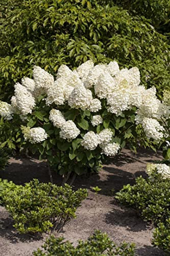Hydrangea paniculata 'Silver Dollar' 40-60 cm - Rispenhortensie, weiße Blüten, Blütezeit Juli-September, ideal für Rabatten, pflegeleicht und winterhart