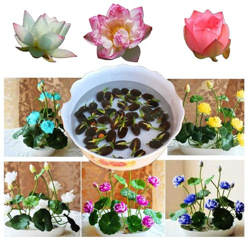 50 Graines de Lotus Aquatique Multicolores, graines de Lotus hydroponiques pour Jardin, Bonsaï et Décoration d’Intérieur Aquatique - Faciles à Planter et Naturelles (Multicolore)