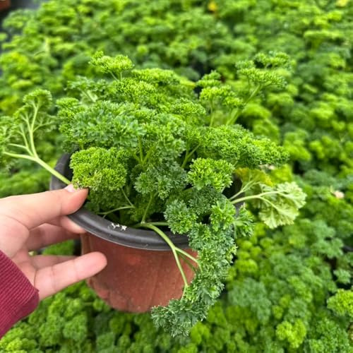 semi di prezzemolo biologico - resistenti per giardini rocciosi, tappezzanti aiuole rialzate da balcone 1500pcs
