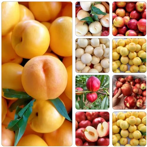 Nektarinenbaum wildkräuter pflanzenkübel zimmerpflanze obstpflanzen balkon garten topfpflanzen pflanzensamen säulenobst gartenpflanzen pflanzendeko säulenobstbäume bio obstbaum 15samen