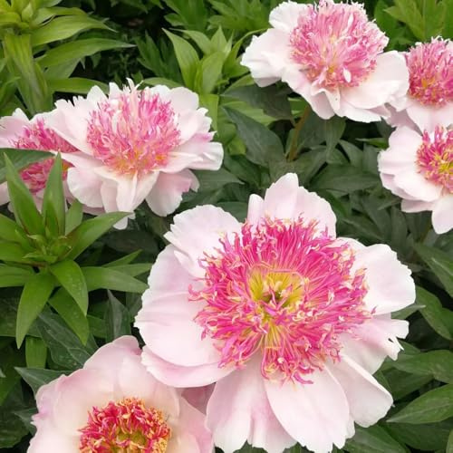 peonía semillas de jardín de reverdecimiento tejados arbusto mariposas semillas exóticas decoración primavera silvestres balcón cortadas Cobertura 300pcs