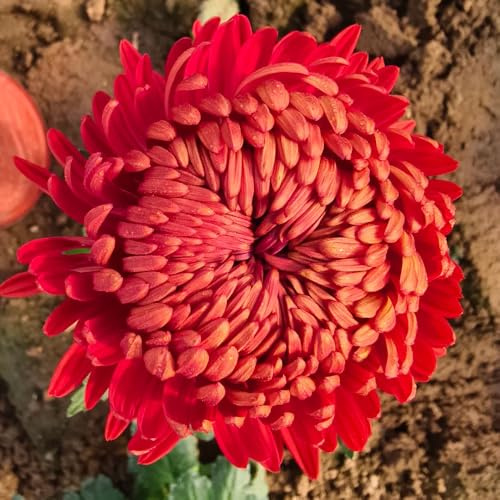 Crisantemi decorative da appartamento esotiche arredamento del soggiorno di biologiche da esterno in vaso tappezzanti rialzata Varietà antiche 950semi