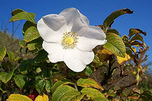 Weiße Apfelrose Rosa rugosa alba Pflanze 5-10cm Heckenrose Wildrose Rose