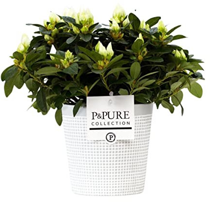 White Azalea Rhododendron Real Indoor Houseplant with Pot for Office Home Bedroom Kitchen Living Room Clean Air