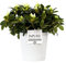 White Azalea (Rhododendron) With Pot, Houseplant Real Indoor Plant for Office, Home, Bedroom, Kitchen and Living Room, Perfect for Clean Air, Delivered Next Day