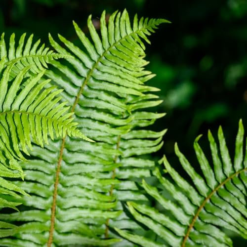 schwertfarn zimmerpflanze samen - kletterpflanzen winterhart, wilder wein winterhart schwertfarn im topf samen, winterharte pflanzen für garten, kräutergarten grünpflanzen, indoor 50pcs