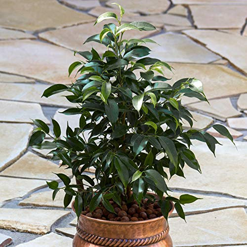 1 Ficus Danielle – Figuier pleureur | Plante en pot pour la maison et le bureau (30-40 cm en pot)