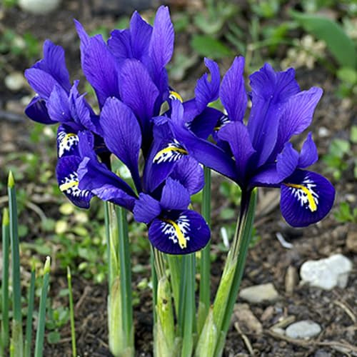 24x Iris Reticulata Blue - Perennial Bulbs Early Spring Flowering - Fragrant Violet-Coloured Flowers - Ready to Plant for Your Beautiful Garden