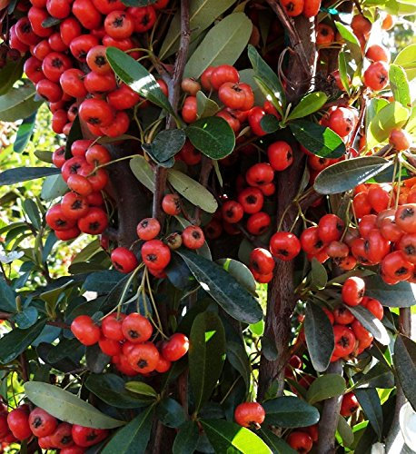 Chinesischer Feuerdorn Bush Seeds (Pyracantha fortuneana) 20 + Seeds