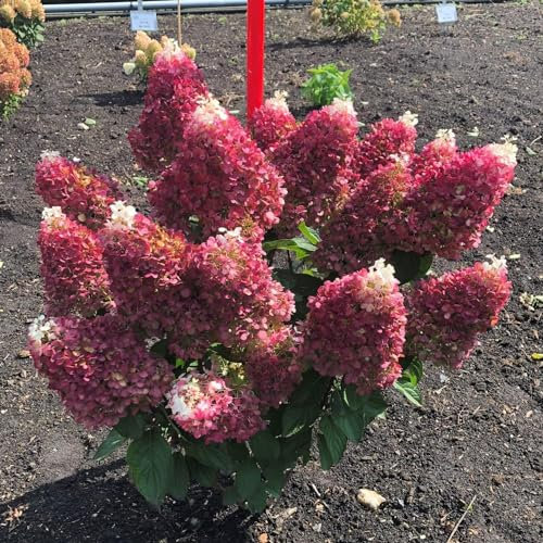 Hortensia à Planter - Hydrangea Paniculata Little Rosy - 3 Plantes - Plantes Vivaces Exterieur - Rustique - Naturelle Plantes de Hollande - Pour le jardin et le pot (pas de graines, non artificielle)