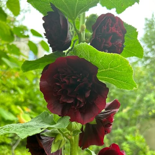 550 pcs stockrosen samen winterhart mehrjährig, garten hochbeet, garten-geschenke hollyhock samen stauden, samen winterhart nachhaltige geschenke für frauen, hochbeet samen blumen
