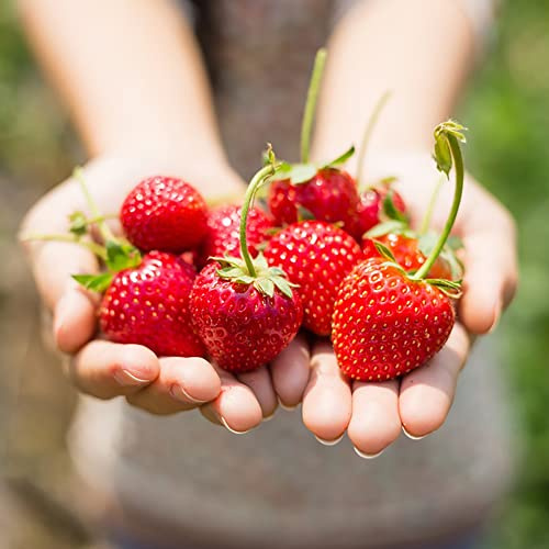 semillas fresas balcon, variedades antiguas, resistentes 100pcs