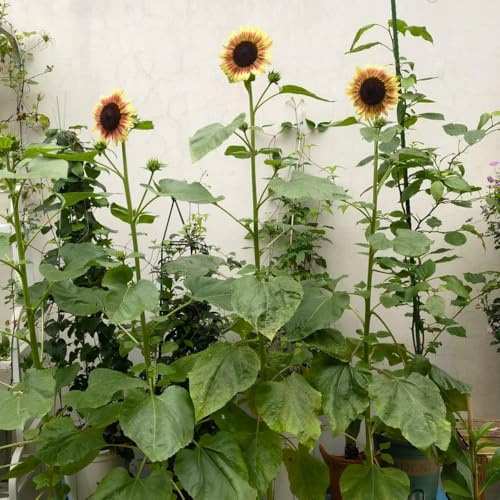 semillas de girasol, silvestres de balcón girasoles de perennes de balcón perennes resistentes de jardín de rocas 300pcs