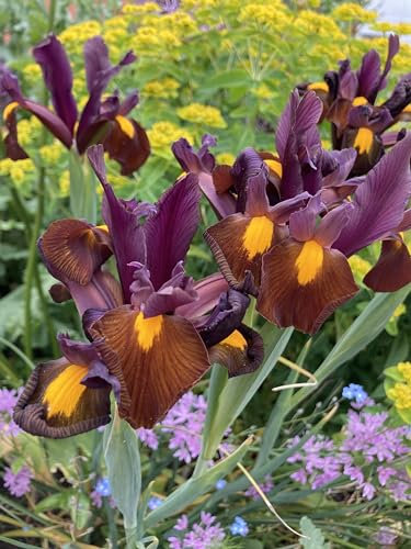 15 Bulbs of Dutch Iris (Red Ember) Includes Postage