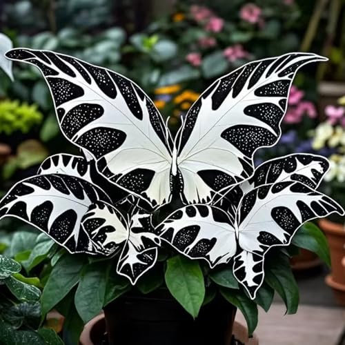 Schmetterling Geraniumsamen, nicht gentechnisch duftende Bestäuberblumensamen, dürreresistente Pelargoniumsamen für Gärten-Topfpflanzen F 500 Stück