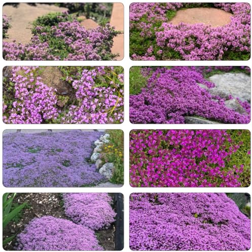 semillas Tomillo rastrero tomillo de arena de jardín perennes resistente jardín trepadoras interior exóticas decoraciones para exteriores invernaderos 700pcs