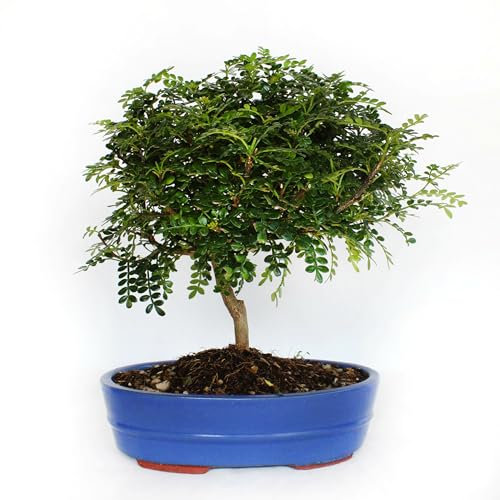 KENTIS - Bonsai Zanthoxylum Piperitum - Bonsai Pepe Sichuan - Pianta del Pepe - Piante Vere da Interno e da Esterno - H 30-40 cm Vaso Ø 26 cm