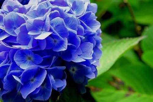 Ferrarium Hortensia Blauwmaker 500 g – Pour des fleurs bleues d'hortensia – Facile à utiliser