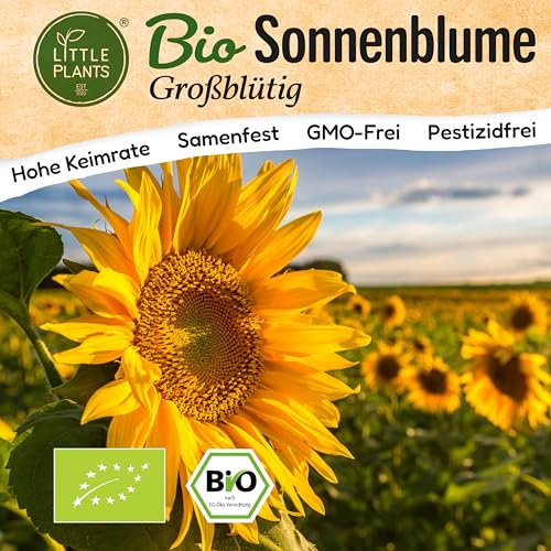 Little Plants BIO Sonnenblume Samen Großblütige 100 Sonnenblumensamen Blumensamen Samenfest für Blumengarten Blumen Samen Hochbeet Balkon und Garten