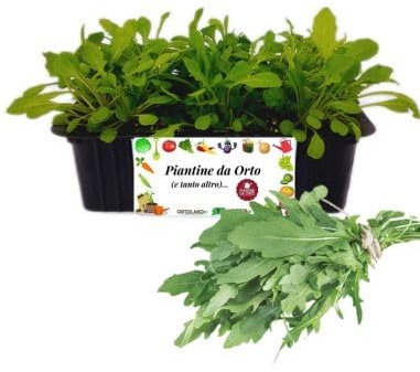P. Piantine da Orto | Rucola, Kit 9 Piantine, Pianta Pronta per il Trapianto, Pianta Vera da Orto, da Balcone e da Esterno, Vivaio Italiano