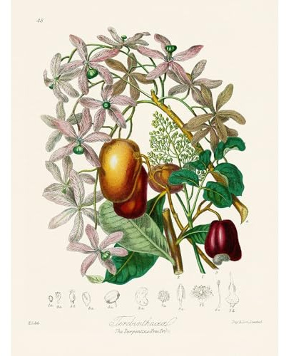 ArtDirect The Turpentine Tree Tribe Unframed Art Print Giclee Poster by Elizabeth, Twining - Ready for Framing with Customization Sizes 8x10, 11x14, 15x20, 24x32, 36x48, and 45x60 Inches