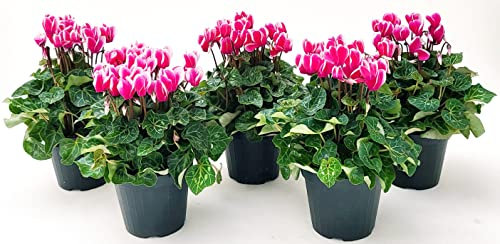 POWERS TO FLOWERS - CICLAMINO SUPERSERIE BICOLORE, FIORITURA EXTRA, 5 PIANTE, VASO 12CM, piante vere